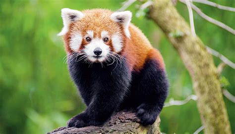 Why Are Red Pandas Endangered Threats To Their Survival Animal Hype