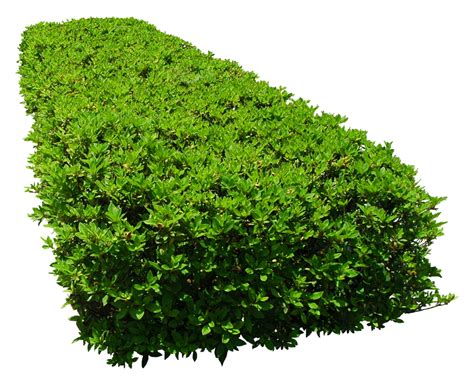 Arbustos En Planta Png Free Logo Image