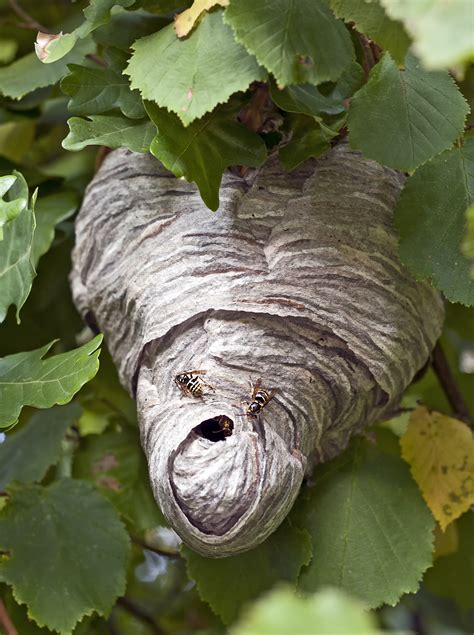 Tips To Remove Paper Wasp Nests