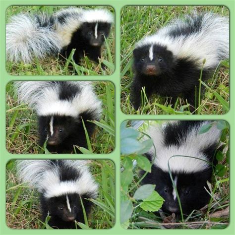 17 Baby Skunks That Will Make You Feel Better About Life
