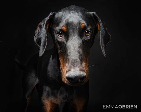 Doberman Dog Studio Portraits Pretoria South Africa Photography