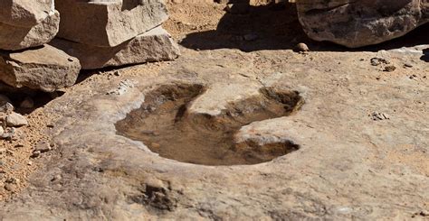 Dinosaur Footprints How Do They Form And What Can They Tell Us