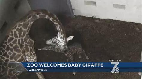 Baby Giraffe Born At Greenville Zoo Youtube