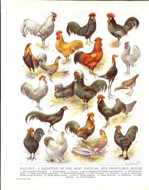 1930s Breeds Of Hens Vintage Print Poultry Chickens Ideal