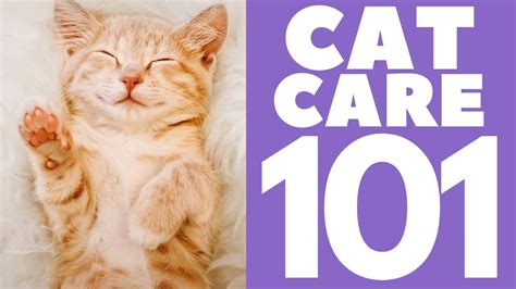 Cat Care 101 How To Take Care Of Your Cat Cat News