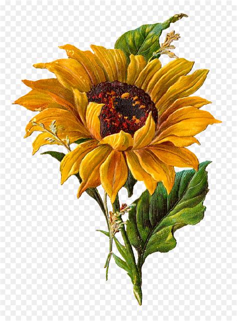 Sunflower Botanical Illustration Body Art And Painting