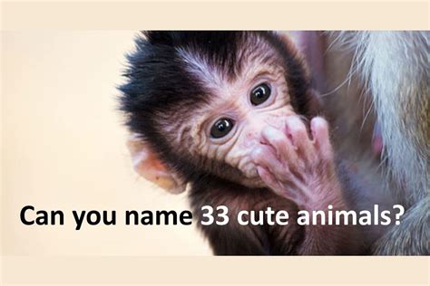 Can You Name 33 Of The Worlds Cutest Animals