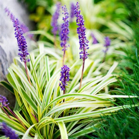 Get free shipping on qualified impatien annuals or buy online pick up in store today in the outdoors department. National Plant Network 4 in. Variegated Liriope Flowering ...