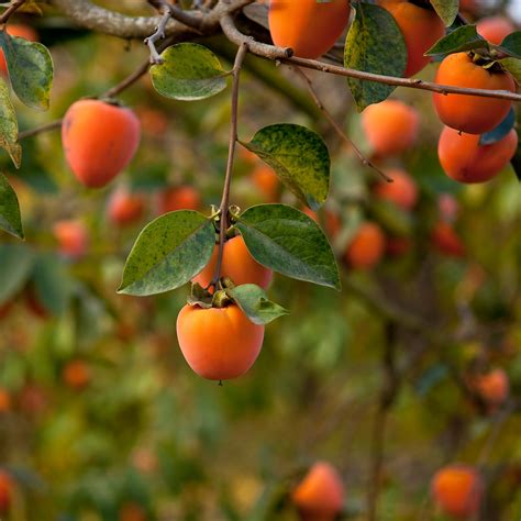 Introduce 113 Imagen Petit Fruit Ressemblant à Une Orange Fr