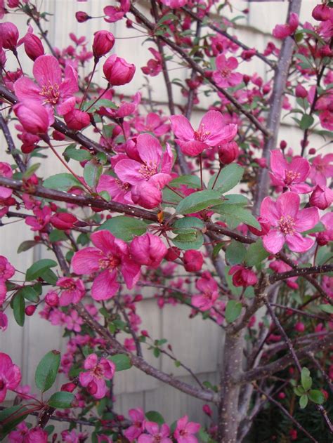Photo Of The Bloom Of Crabapple Malus Prairie Fire Posted By