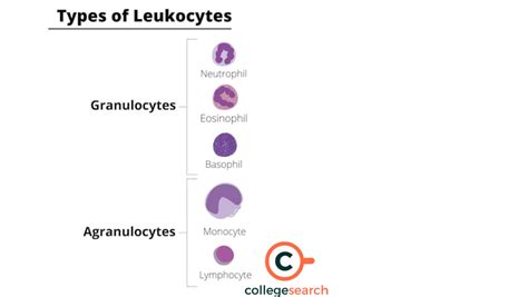 Difference Between Granulocytes And Agranulocytes Definitions Types