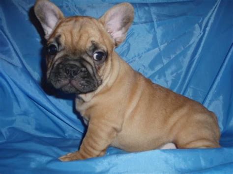 How much do french bulldog puppies cost? FRENCH BULLDOG PUPPIES FOR SALE ADOPTION from capital ...