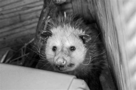 Opossum Growling Stock Photo Download Image Now Istock