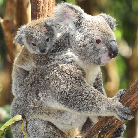 Baby Koala Wallpapers Top Free Baby Koala Backgrounds Wallpaperaccess