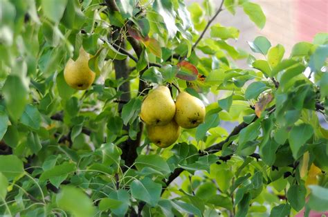 12 Fast Growing Vegetables And Fruit Trees For Your Home