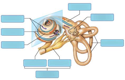 The Coiled Ducts Of The Cochlea Diagram Quizlet
