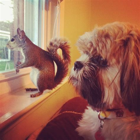 16 Adorable Pics Of Squirrel Who Is Rescued After Hurricane Reckon Talk