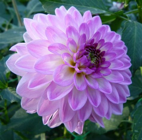 Lovely White And Lavender Dahlia Most Beautiful Flowers Dahlia Flower