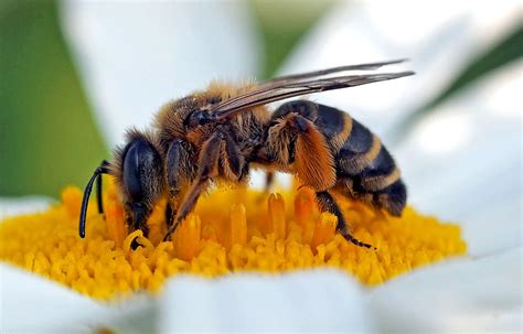 Dort gibt es viele kindgerecht erklärte informationen dazu, wenn ihr eigene bienen im garten halten möchtet. Wildbienen ansiedeln oder Bienen halten? | Haushaltstipps ...