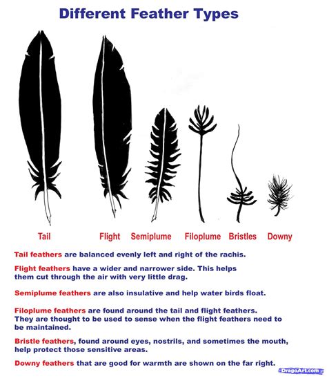 Feather Types American Crow Feather Anatomy Crow