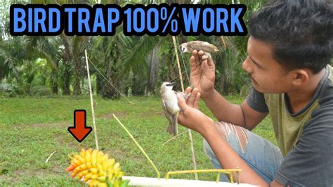 Cara Curang Jebak Burung Kutilang Atau Trucukan 100 Work Easy Bird Trap Youtube
