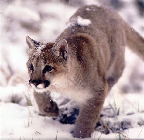 Cougar Puma Concolor 퓨마쿠거 Stalking In Snow Image Only