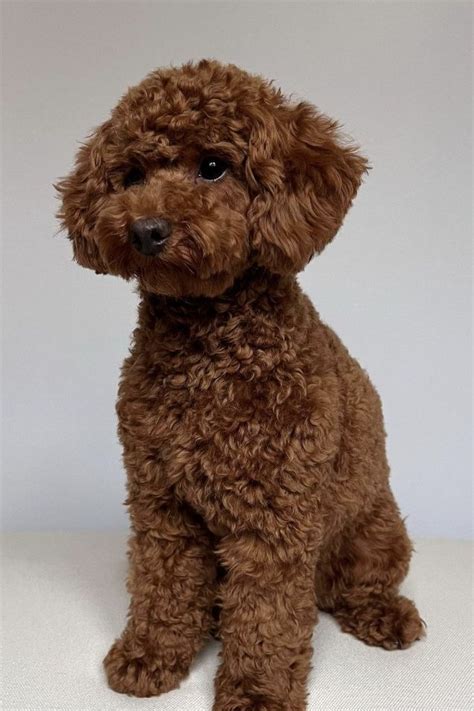 Toy Poodle Full Grown Images Wow Blog