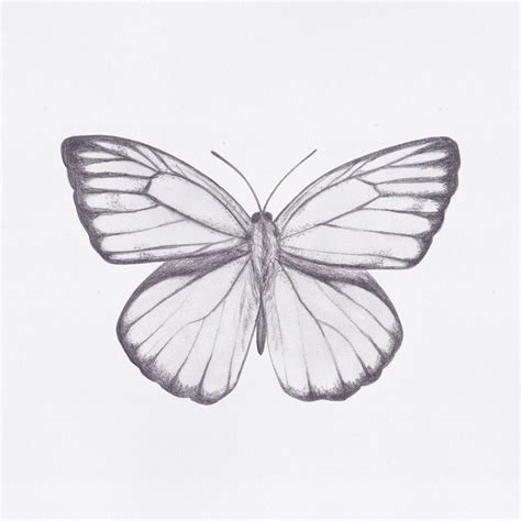 Butterfly Drawings On Behance