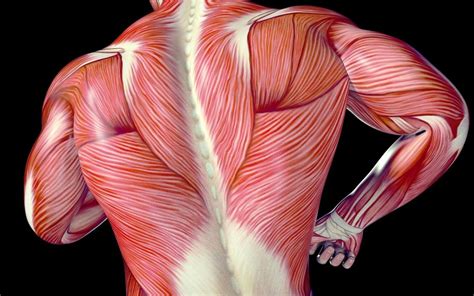 A New Way To Stretch Top Benefits Of Fascial Stretching