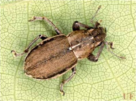 They will not eat seeds and plants. Whitefringed Beetle