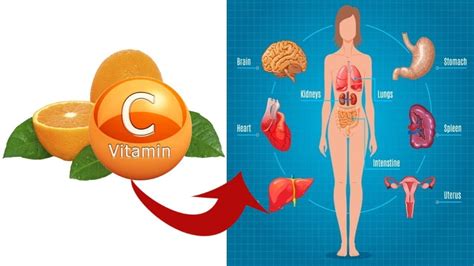 Warning Signs Of Vitamin C Deficiency You Should Not Ignore Youtube