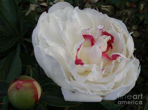 Delicate Peony Blossom 2 Photograph By M Brandl Fine Art America