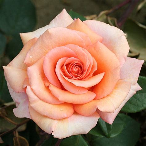 Rose Warm Wishes Hybrid Tea Rose Plants Thompson And Morgan