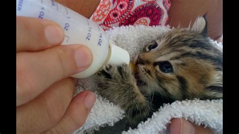 Kittens Being Bottle Fed Super Cute Compilation Ahf Youtube