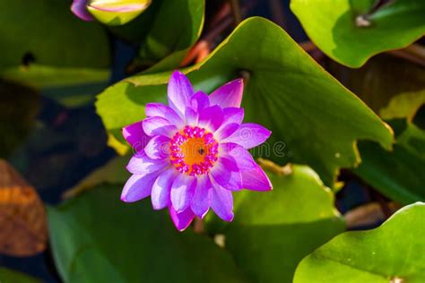 Purple Lotus Stock Image Image Of Park Leaves Blooming 36600639