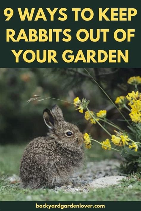 How To Keep Rabbits Out Of The Garden 9 Easy Ways