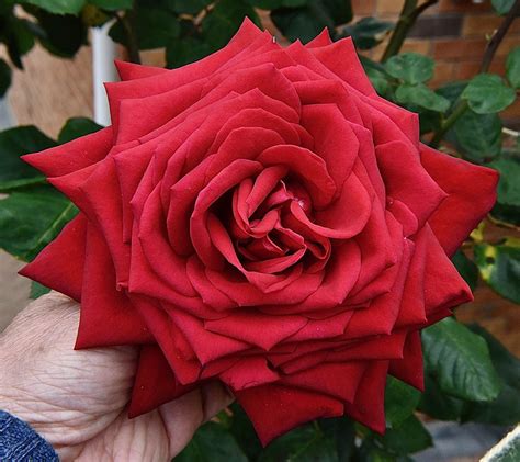 Loving Memory Tasman Bay Roses Buy Roses Online In New Zealand