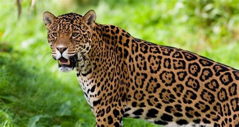 30 Interesting Facts About Wild Cats Fact Republic