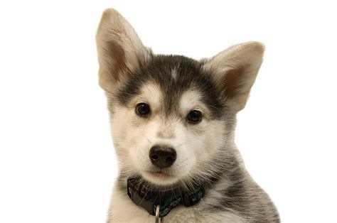 Cutout Portrait Of Cute Husky Dog Puppy Photograph By Jupiterimages