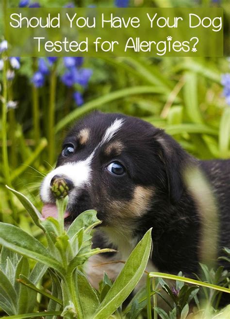This internal battle results in inflammation that can manifest itself as itchy skin, ear infections, vomiting, diarrhoea and frequent bowel movements. Allergy Tests for Dogs- Are the Necessary?