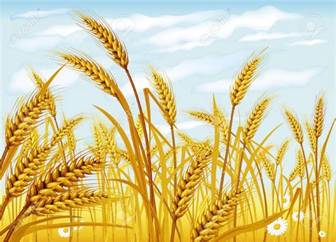 Wheat Field Clipart 20 Free Cliparts Download Images On Clipground 2023