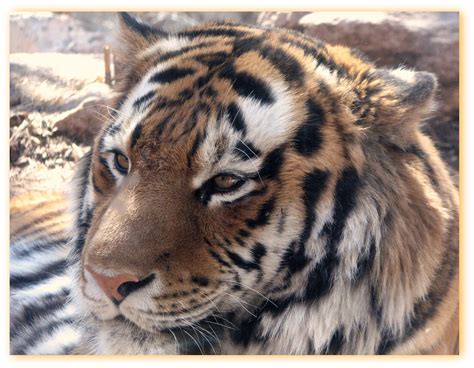 A Softer Waldemere Male Siberian Amur Tiger Denver Zoo Myangel
