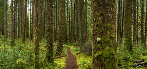 Photo Of Pathway In Forest Vast