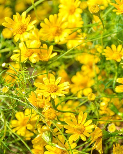 25 Different Types Of Daisies To Plant In Your Garden This Spring