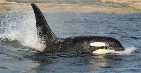 After Whale Goes Missing Endangered Orca Population Drops To 30 Year Low