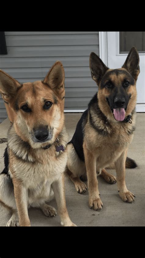 When you get a german shepherd puppy, you should plan for brushing the dog out a few times each week to keep shedding under control. German Shepherd Puppies For Sale | Brooksville, KY #285048