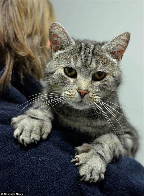 The Cat With Five Toes Pet With Extra Digits Is Returned