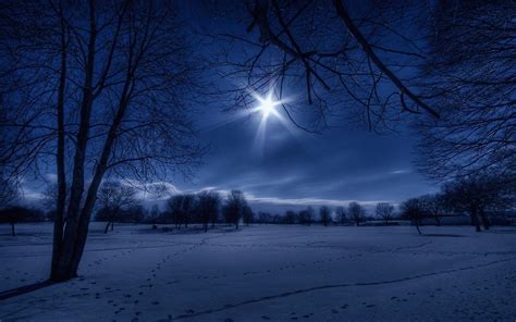 Winter Night Landscape With Snowy Trees