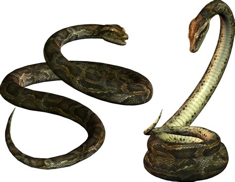 Python Snake Png Transparent Python Snakepng Images