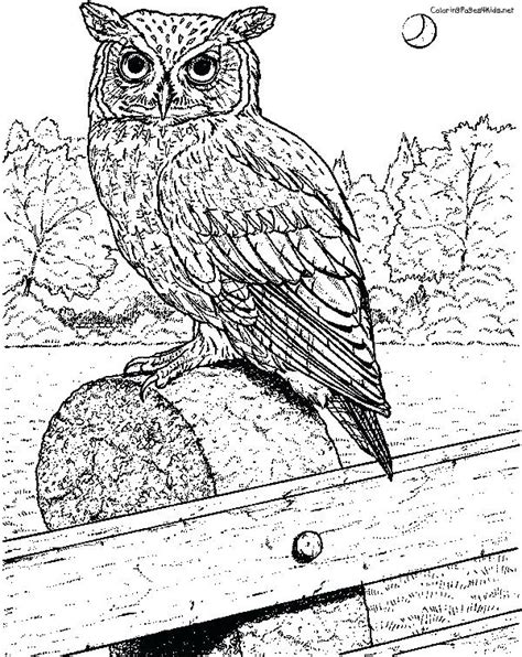 Realistic Hard Owl Coloring Pages : You can use our amazing online tool